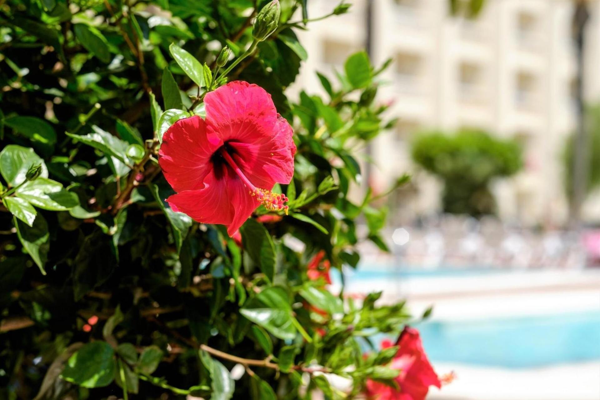 Hotel Moon Dreams Portomagno Aguadulce  Kültér fotó